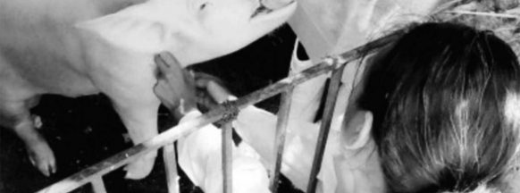 NegOcc gears up for hog repopulation