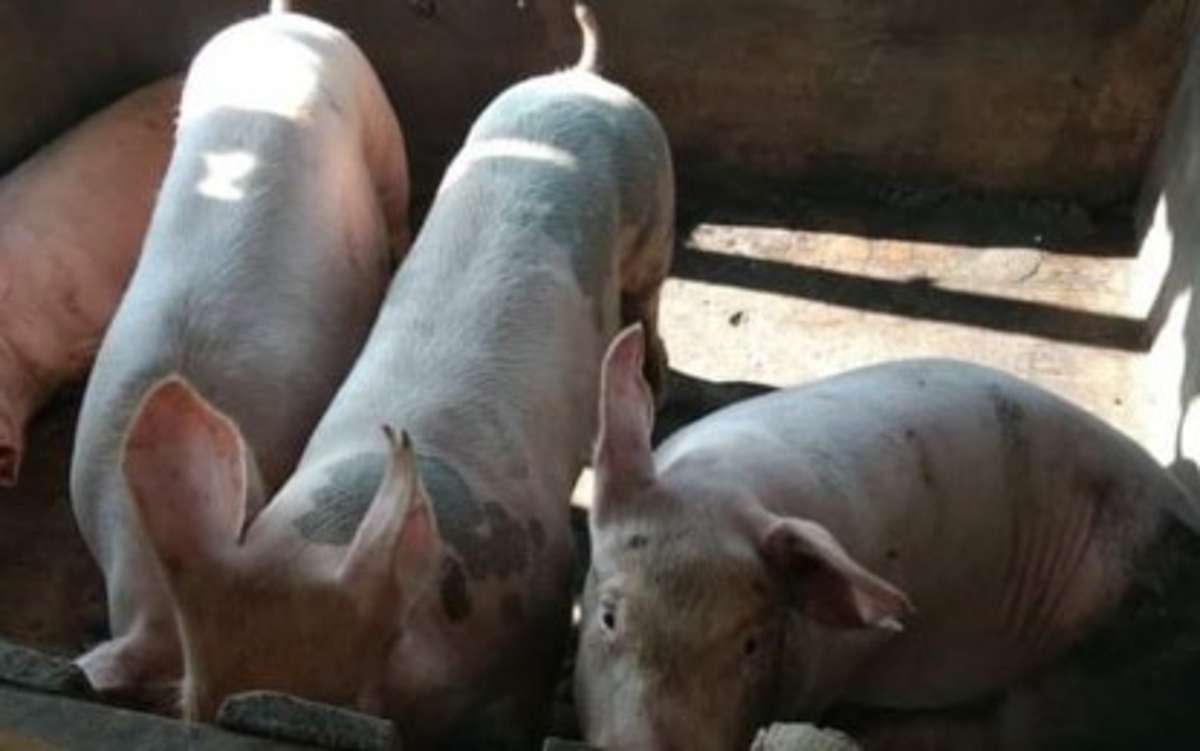 Negros Occidental province is crafting guidelines for the implementation of sentinel protocol in preparation for swine repopulation as of yesterday, September 12, 2023. Since late August, there have been almost zero hog deaths reported in local government units across the province. (Negros Occidental Provincial Veterinary Office / File photo)