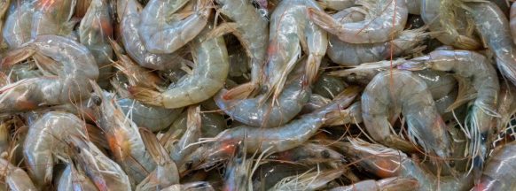 PH shrimp, prawn production seen to grow further in 2023