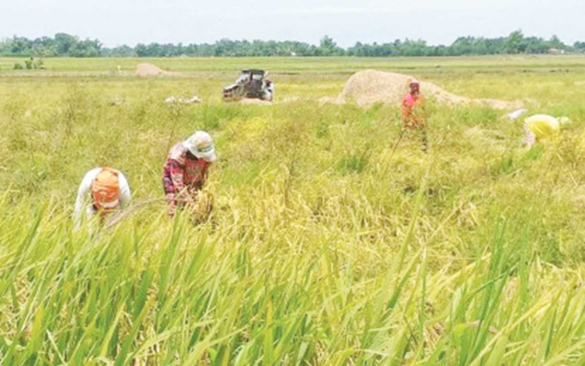 Photo shows farmers harvesting rice in Negros Occidental’s Bago City, the province’s top rice-producing local government unit. The Office of the Provincial Agriculturist has implemented measures to counter the effects of the dry spell on rice production in the province. (PNA-Bacolod / File photo)