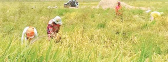 Local farmers group commits to sell rice at P25/kilo amid dry spell