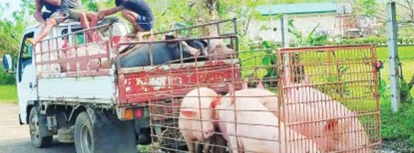 Prices of live hogs drop in Negros Occidental