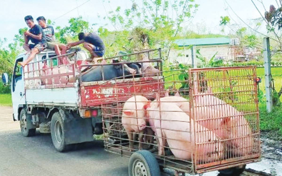 Live hogs off to the auction market in Negros Occidental’s Kabankalan City in this undated photo. Prices of live hogs in auction markets have decreased based on the latest monitoring of the Provincial Veterinary Office because hog raisers cannot ship out supply since the province is no longer certified and recognized as free from African swine fever. (PVO / File photo)