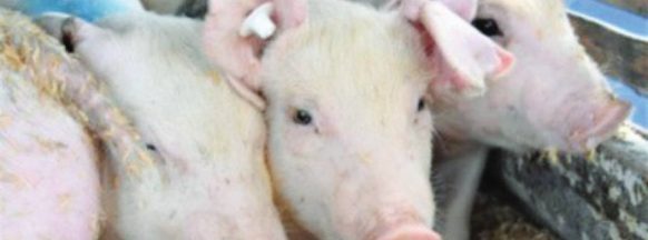 Swine nucleus farms set up in Negros Occidental