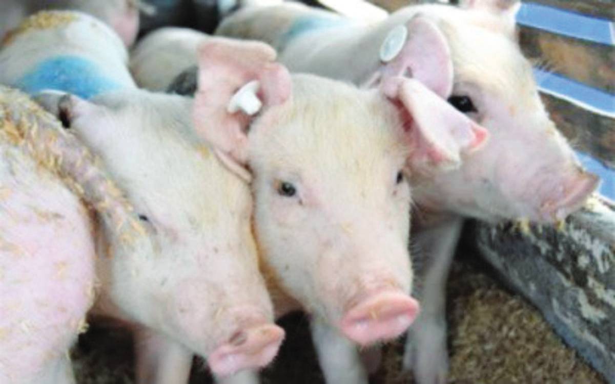 The Negros Occidental Provincial Veterinary Office is working to ensure that all the piglets will only come from Negros Occidental and not sourced from other areas, provincial administrator Rayfrando Diaz II says. (Negros Occidental PIO photo)