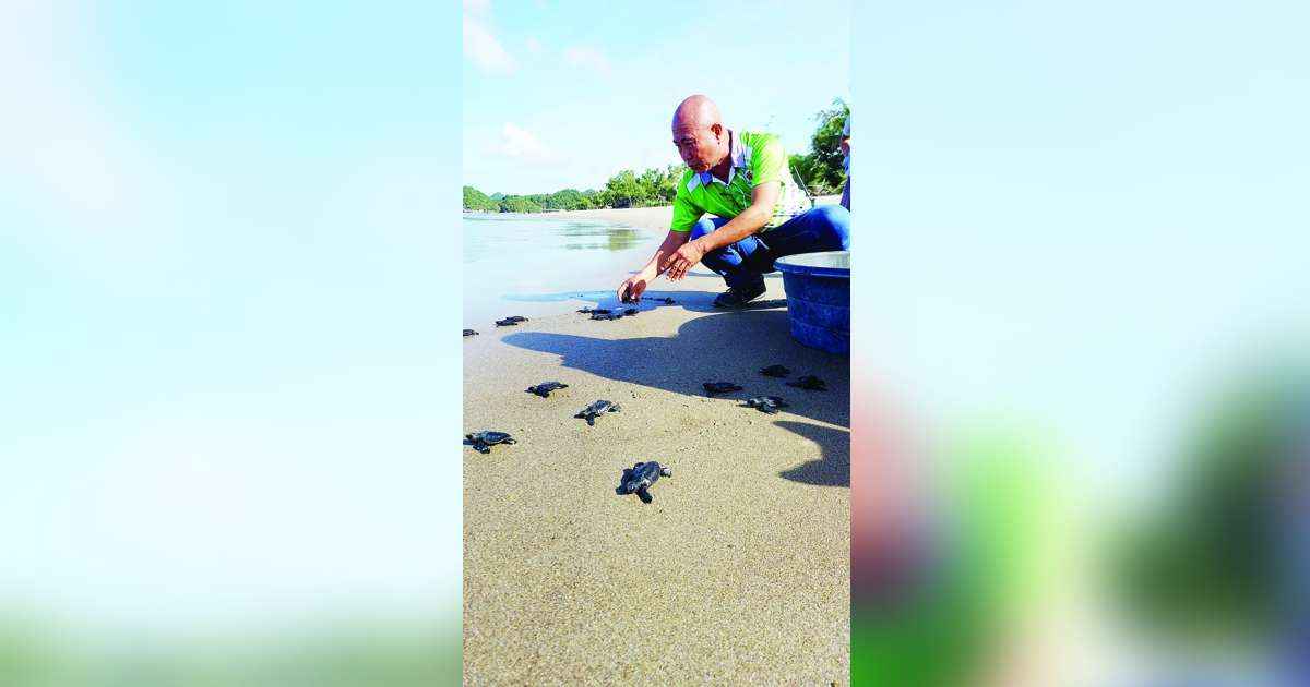 Some 53 sea turtle hatchlings were released by the Bantay Dagat Task Force at a beach resort in Negros Occidental’s Sipalay City yesterday, January 22, 2024. (Sipalay City LGU photo) 