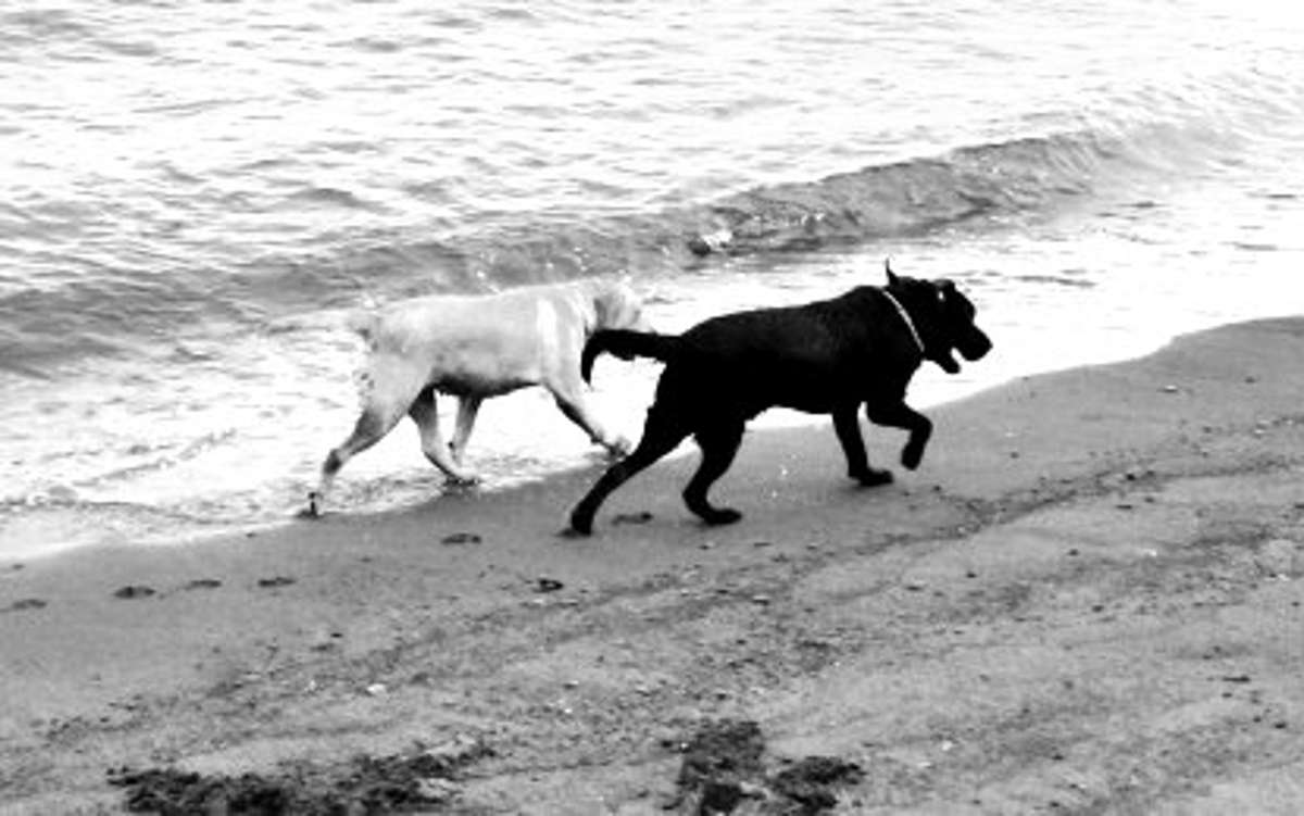 Photo shows dogs frolicking on the beach. The Department of Health in Negros Oriental calls for responsible pet ownership amid a feared increase in rabies cases this year. (PNA / File photo)  