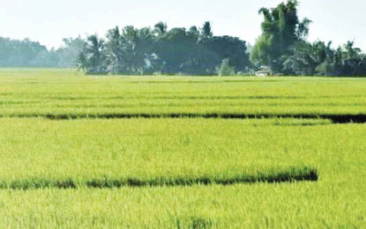 Some 12,000 hectares of rice lands in Negros Occidental, including this one located in Bago City, are irrigated. With assistance from the provincial government, farmers continue to brace for the effects of El Niño on rice crops in the coming months. (Negros Occidental PIO / File photo)