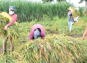 Photo shows farmers harvesting their first produce from the sugarcane-rice cropping system project in Negros Occidental. (Negros Occidental PIO / File photo)    