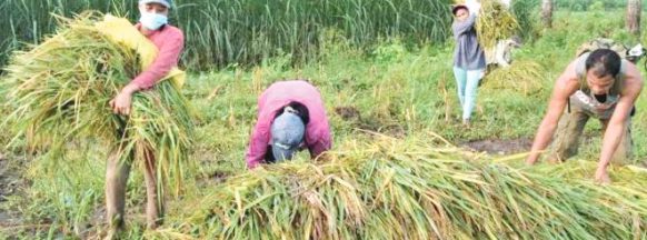 Over 6,000 Negrense farmers freed from agrarian debts