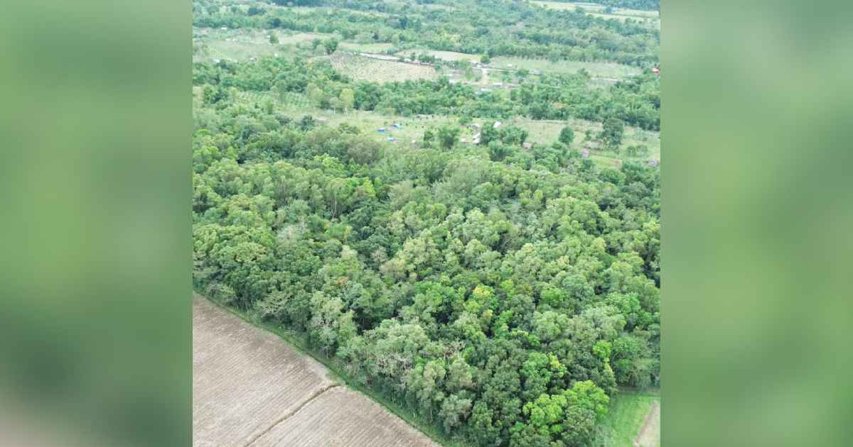 Photo shows a portion of the 8.7-hectare Bacolod Tree and Eco Park in Barangay Alangilan on January 14, 2024. The city government allotted P47 million to improve the green space. (Albee Benitez / Facebook photo)