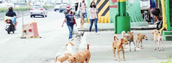 Suspected rabies death; PHO logs first possible rabies fatality in NegOcc for 2024