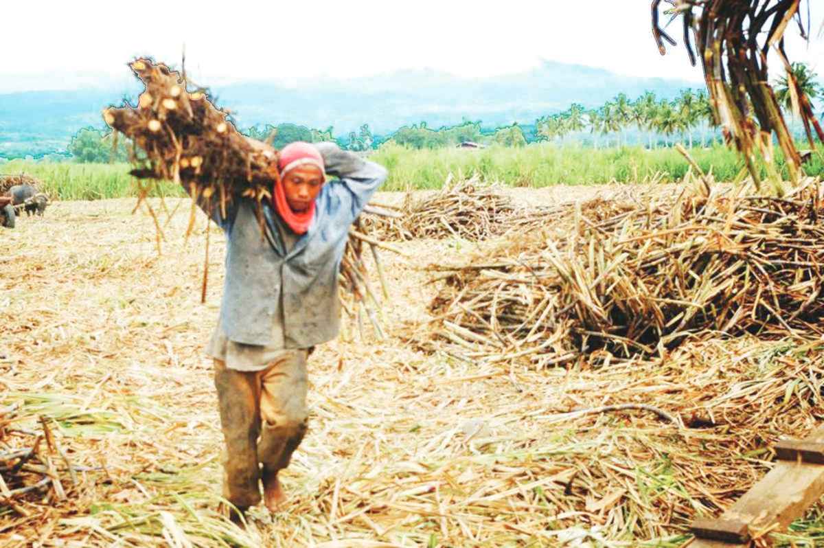 The prevailing sugar prices can hardly compensate for the farmers’ hard work and risks in producing their crops, the National Federation of Sugarcane Planters says. (Ledgardo Lacson / File photo)