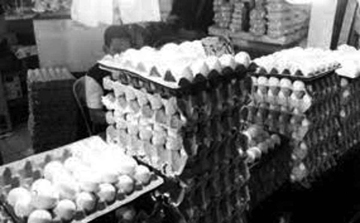 The Department of Agriculture has called on the public to consume more eggs to address oversupply in local production. (Negros Occidental PVO photo)