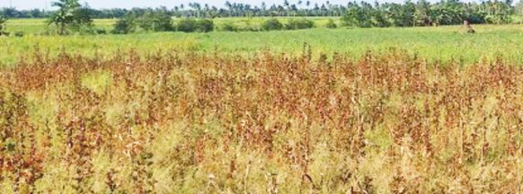 Agri damage due to drought in NegOcc reaches P97.7-M