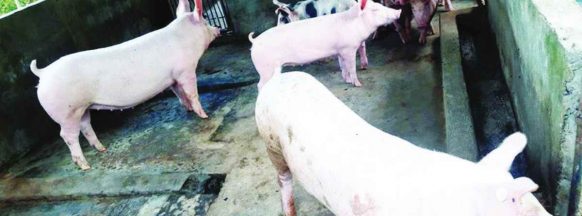 Pork ban in NegOcc remains