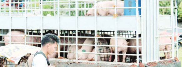 Pork ban stays: NegOcc bans hogs, pork products from 8 areas, including Bacolod