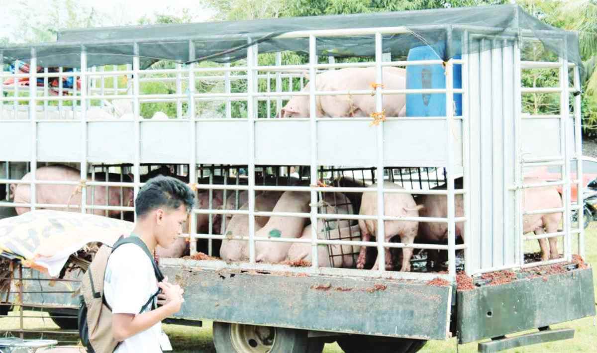 The Negros Occidental provincial government will still ban hogs and pork byproducts from eight areas with reported cases of African swine fever. (Negros Occidental provincial government / File photo)