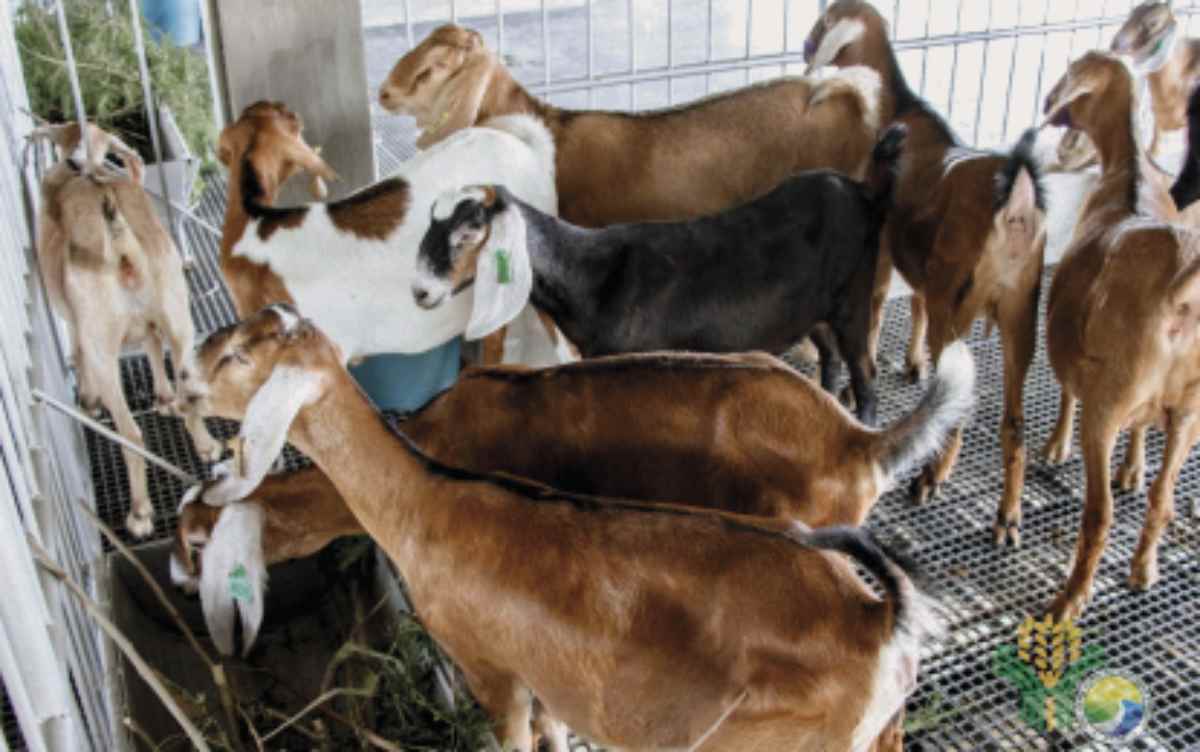 Goat and cattle raisers in Western Visayas are encouraged to upgrade to dairy breeds for higher income. National Dairy Authority Assistant Manager for Western Visayas Vicente Bitolinamisa III said they wanted dairy as the main source of livelihood for farmers and not just as a source of extra income. (Department of Agriculture photo)  