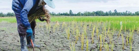 127 farmers affected; Cauayan LGU hesitant on declaring ‘state of calamity’