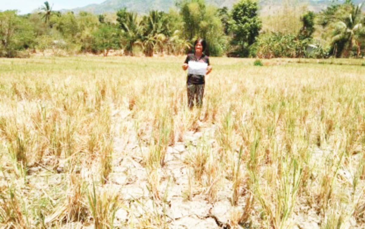 A farmer in Mabinay, Negros Oriental shows dried-up rice fields caused by drought in this photo taken in March 2024. The Department of Agriculture in Negros Oriental says that production losses due to El Niño have reached more than P80 million. (DA-PATCO Negros Oriental photo)