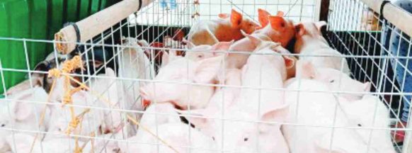 Dumaguete City gets 145 live hogs from ASF-free Mindanao province