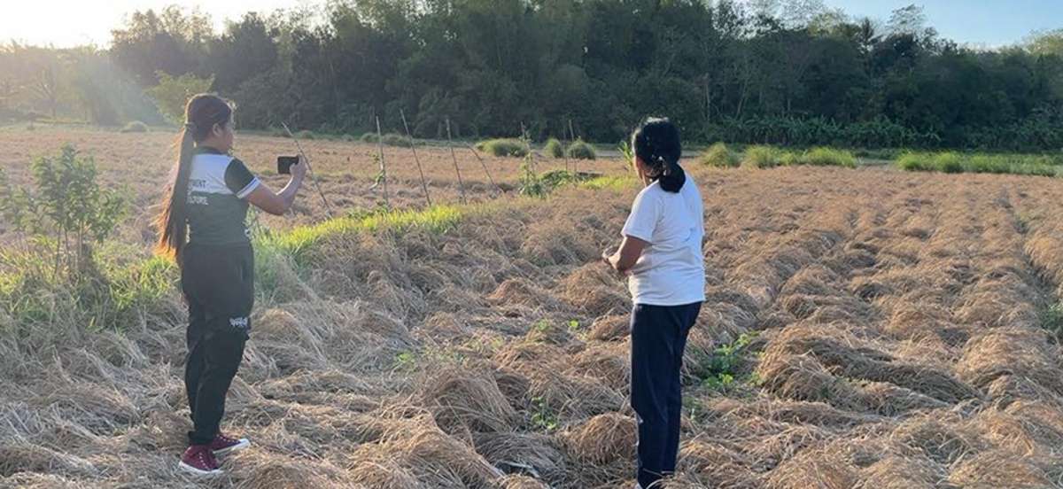 The Department of Agriculture in Western Visayas composite team monitors crop stands per week, water levels, pest incidence, drought damage, and other concerns. (DA-WV photo)