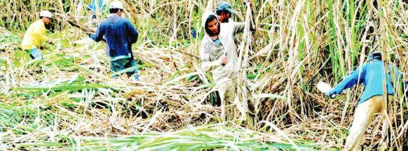 Suffering from big loss; Unifed calls for BSWM abolition over failure to allow cloud seeding