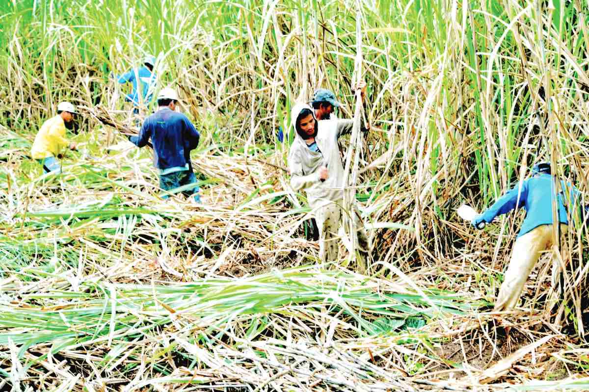 The Sugar Regulatory Administration launched an information campaign for sugar farmers last year in preparation for the El Niño phenomenon and to minimize the impact of the dry spell on sugarcane fields. (Rappler photo)