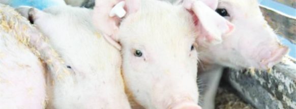 Entry permits; NegOcc PVO issues entry permits for hog shipments