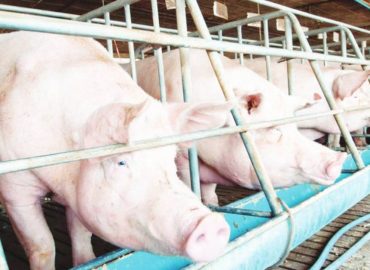 Hog raisers in Negros Occidental are now struggling to increase pork supply to meet consumer demand, the Alliance of Hog Raisers Association of Negros Occidental says. (File photo)
