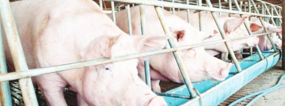 Pork shortage; ASF, hog cholera cut NegOcc pork supply by 50%