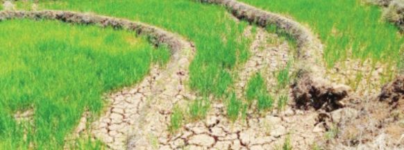 2 more Negros Oriental towns report El-Niño-induced losses