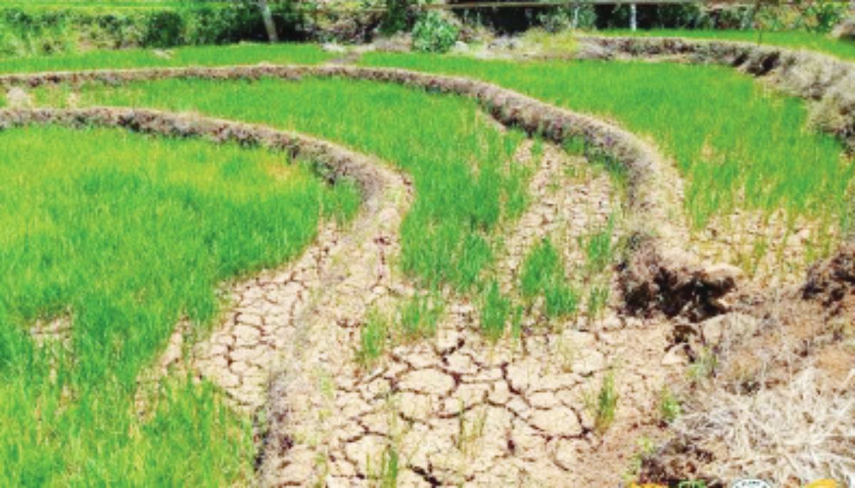 A rice field in La Libertad, Negros Oriental shows dried up and cracked ground in this photo submitted on March 26, 2024 to the Department of Agriculture-Provincial Agriculture Technology Coordinating Office in the province. A total of 11 local government units in Negros Oriental have submitted initial reports on damage and losses due to the drought triggered by El Niño. (La Libertad LGU via DA-PATCO Negros Oriental photo)