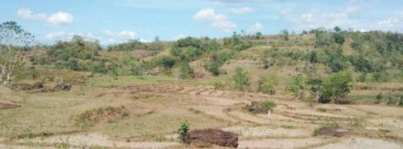 Agri-production losses in Negros Oriental skyrocket to P229 million