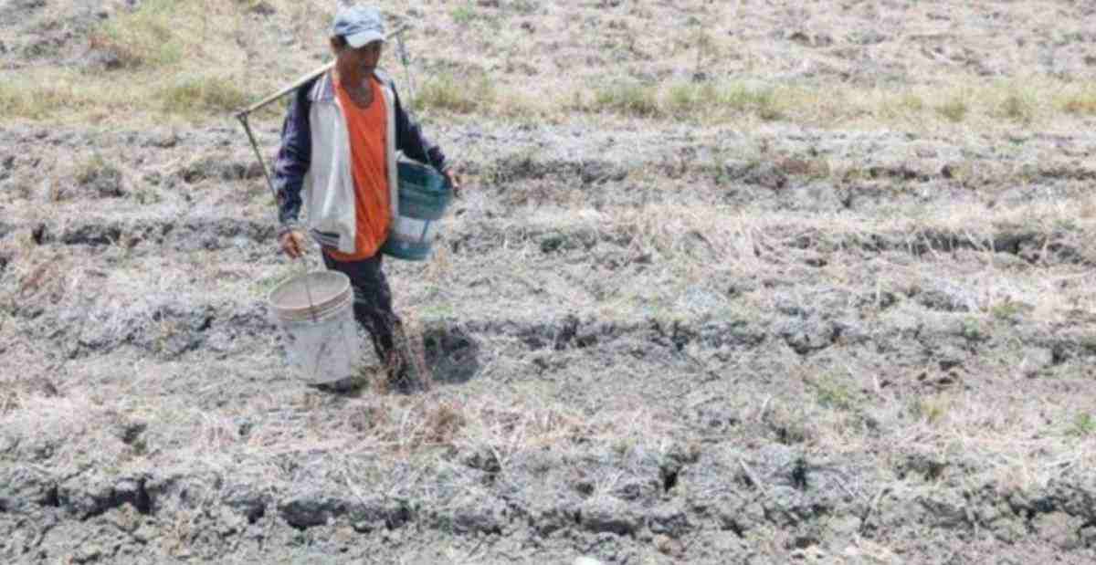 The Negros Occidental provincial government has pledged to provide P2,000 in cash assistance for each farmer affected by drought. (PNA photo)