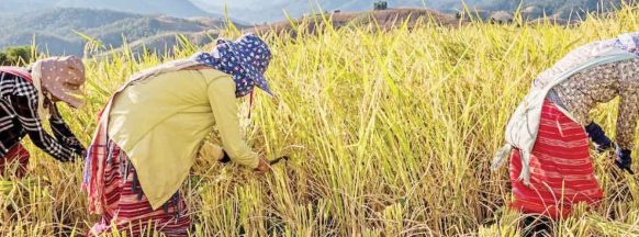 Damage nears P200-M; Agri losses reach P197-M as dry spell hits Negros Occidental 