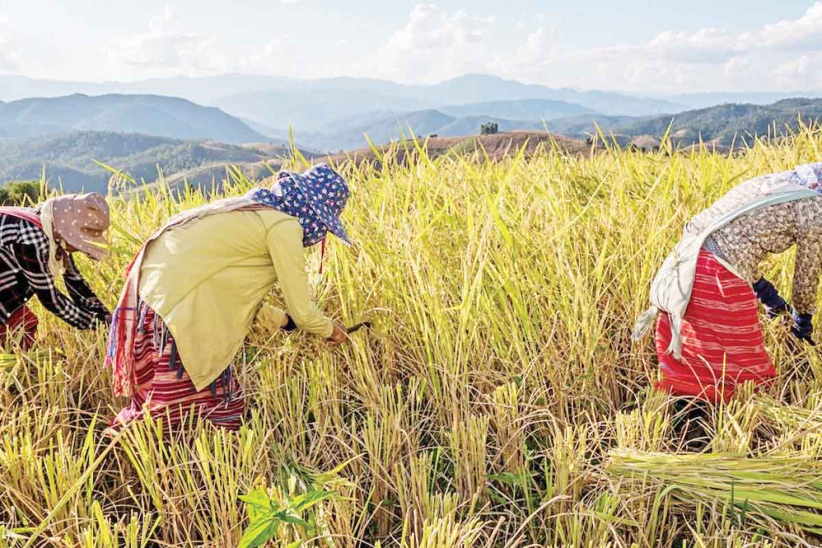 The Negros Oriental Provincial Disaster Risk Reduction and Management Council has recommended declaring a state of calamity in the province, based on agricultural damage due to the drought caused by the prevailing El Niño phenomenon, which has already reached over P115 million as of April 19, 2024. (PIA-7 photo)The Negros Oriental Provincial Disaster Risk Reduction and Management Council has recommended declaring a state of calamity in the province, based on agricultural damage due to the drought caused by the prevailing El Niño phenomenon, which has already reached over P115 million as of April 19, 2024. (PIA-7 photo)