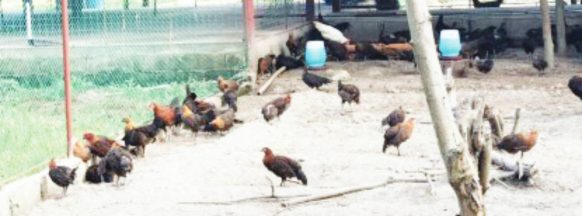 Negros Oriental bans chicken, poultry products from Leyte