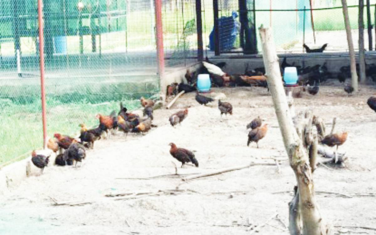 Native chickens are bred in a backyard. Negros Oriental is banning the entry of chicken and other poultry products from Leyte after cases of avian influenza were detected. (PNA / File photo)