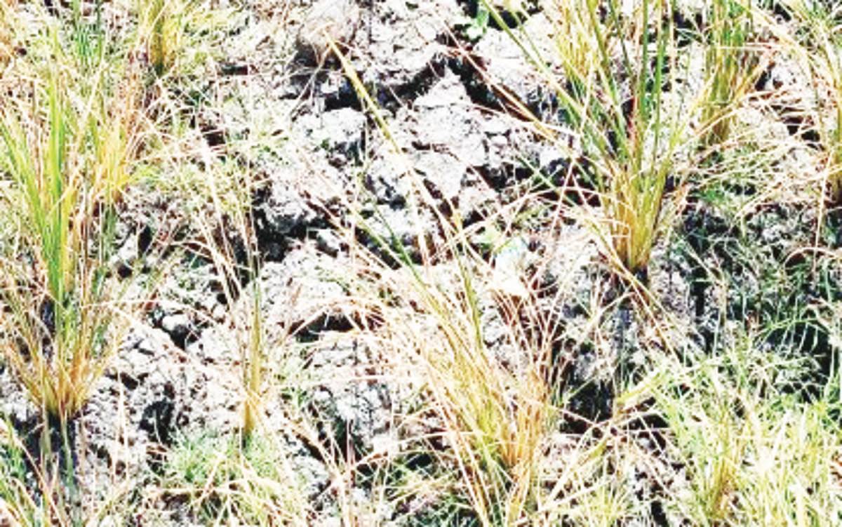 A rice field hit by drought due to El Niño in southern Negros Occidental in this file photo. Governor Eugenio Jose Lacson said he is not pushing a declaration of the state of calamity since the provincial government still has funds to assist affected farmers. (Negros Occidental-Office of the Provincial Agriculturist photo)