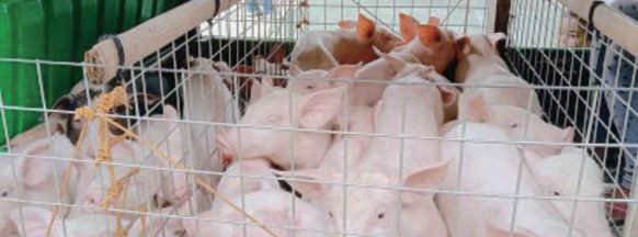 Negros Oriental not imposing ban on hogs from Bohol