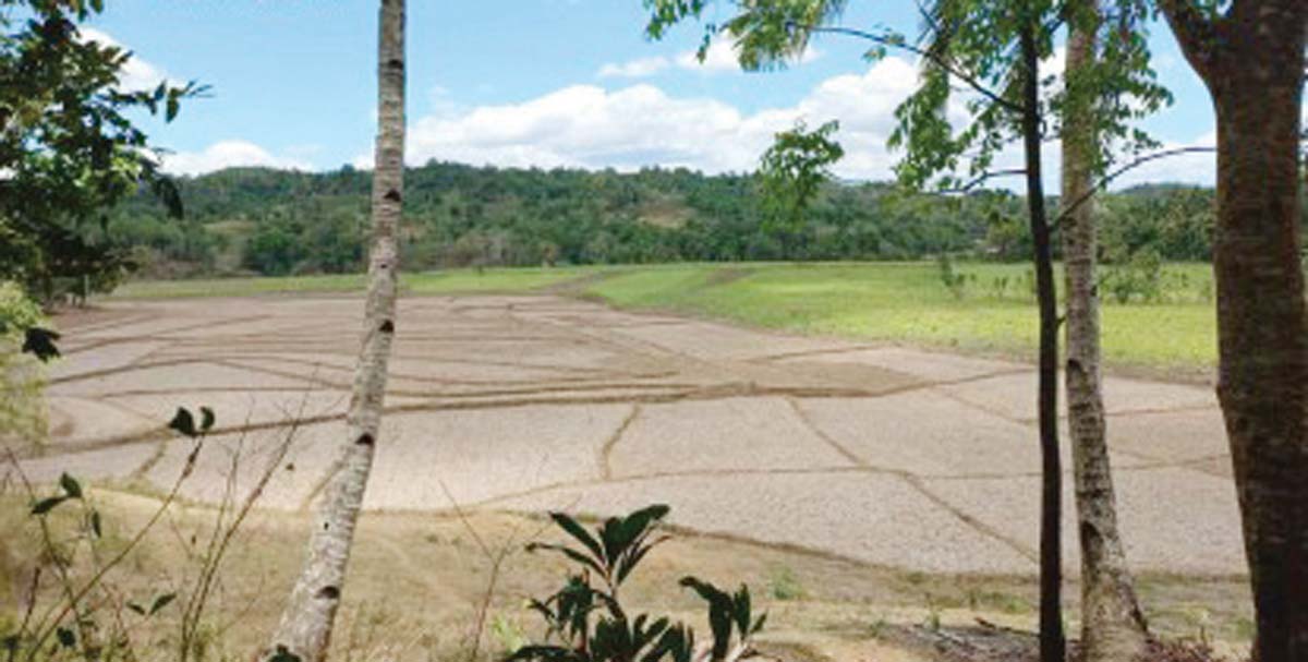 The provincial government of Negros Oriental is now in a state of calamity relative to the extreme effects of the El Niño phenomenon. Rice fields, such as the one in Bayawan City in this undated photo, have dried up as the current drought is expected to extend up to May or June. (PNA / DA-PATCO / Bayawan LGU / File photo)