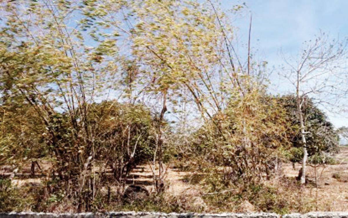 A farmland in Negros Oriental has dried up, while trees have turned brown due to the El Niño phenomenon in this undated photo. The Department of Agriculture in Negros Oriental reported that damage to crops and agricultural losses have reached some P541 million since December 2023. (PNA / File photo)