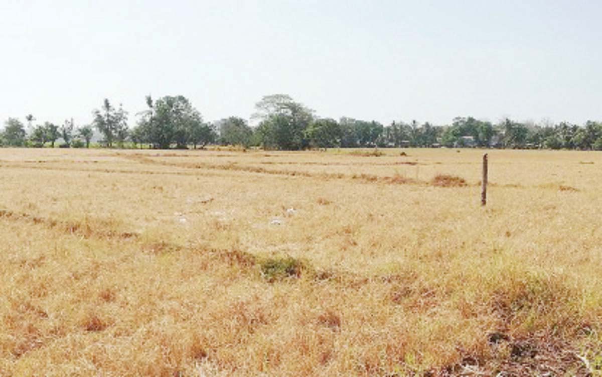 The Department of Agriculture says all agricultural damage reports on the ground due to El Niño undergo thorough verification before being released to the public. (PNA photo)