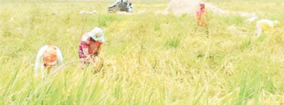 NegOcc rice farmers get DA support on use of crop technologies