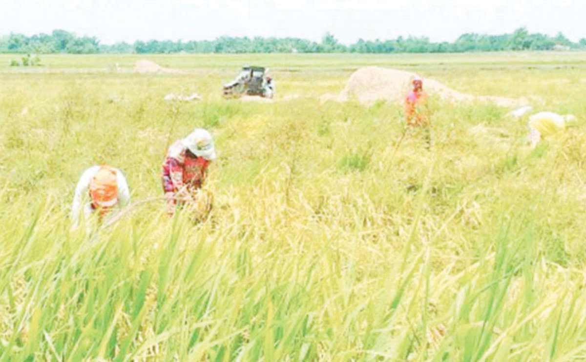 Rice fields have suffered the most from the drought caused by the El Niño phenomenon in Negros Occidental, with damages amounting to P298 million, the latest data from the Office of the Provincial Agriculturist showed yesterday, March 20, 2024. (PNA Bacolod / File photo)