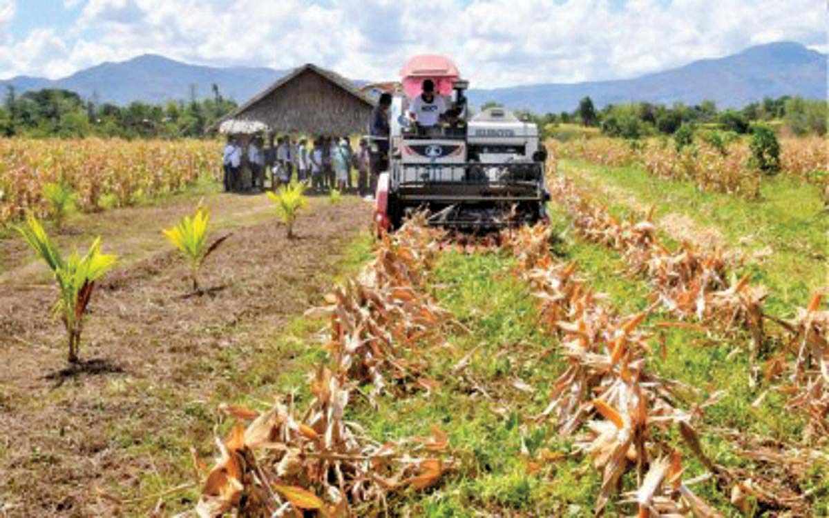 Corn harvesting at the Negros First Integrated Agricultural Center in Himamaylan City, Negros Occidental. (PIO Negros Occidental photo)