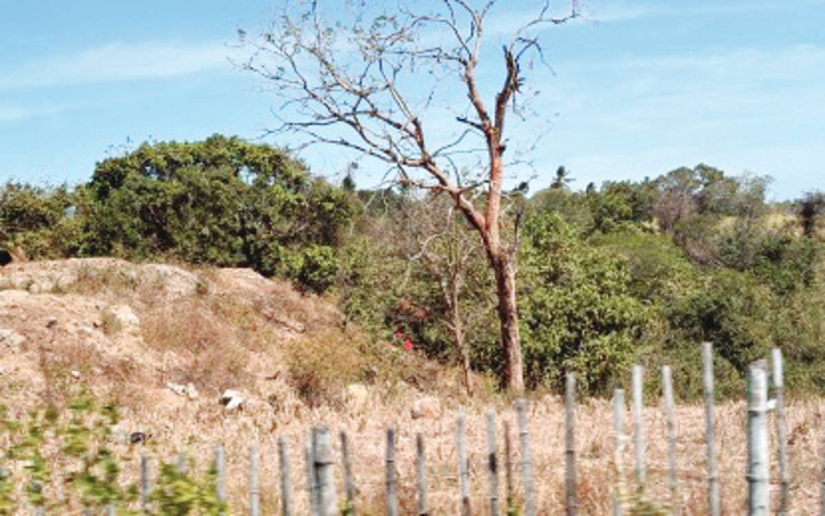 Thousands of hectares of agricultural land such as in this undated photo have been destroyed by the El Niño-induced drought in Negros Oriental. Damage to crops and other agricultural losses in the province is now pegged at P1.6 billion, the Provincial Agriculture Office says. (PNA / File photo)