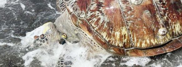 ‘Lambaklad’ in Negros Oriental town probed over deaths of sea turtles